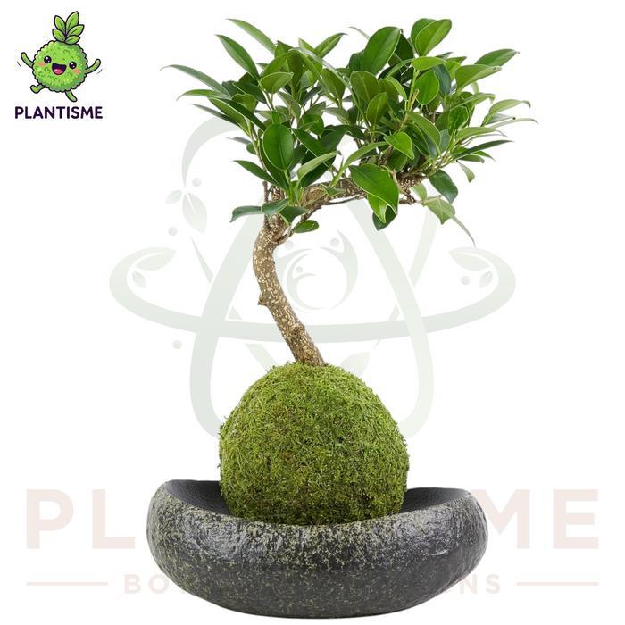 Mossball Ficus Bonsai Ficus Retusa Tanaman Bentuk Mini Tropis Indoor Outdoor Bakalan Bonsai
