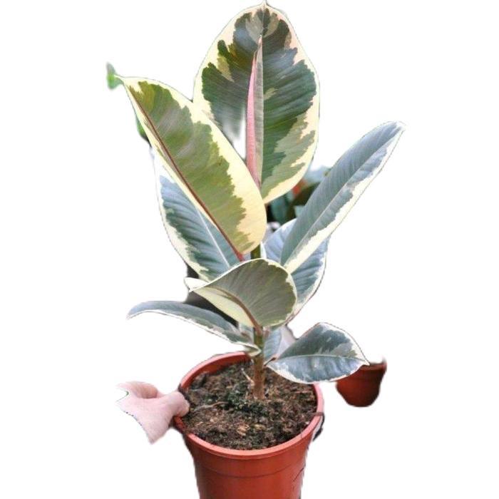 tanamanhias karet kebo varigata - tanaman karet kebo varigata