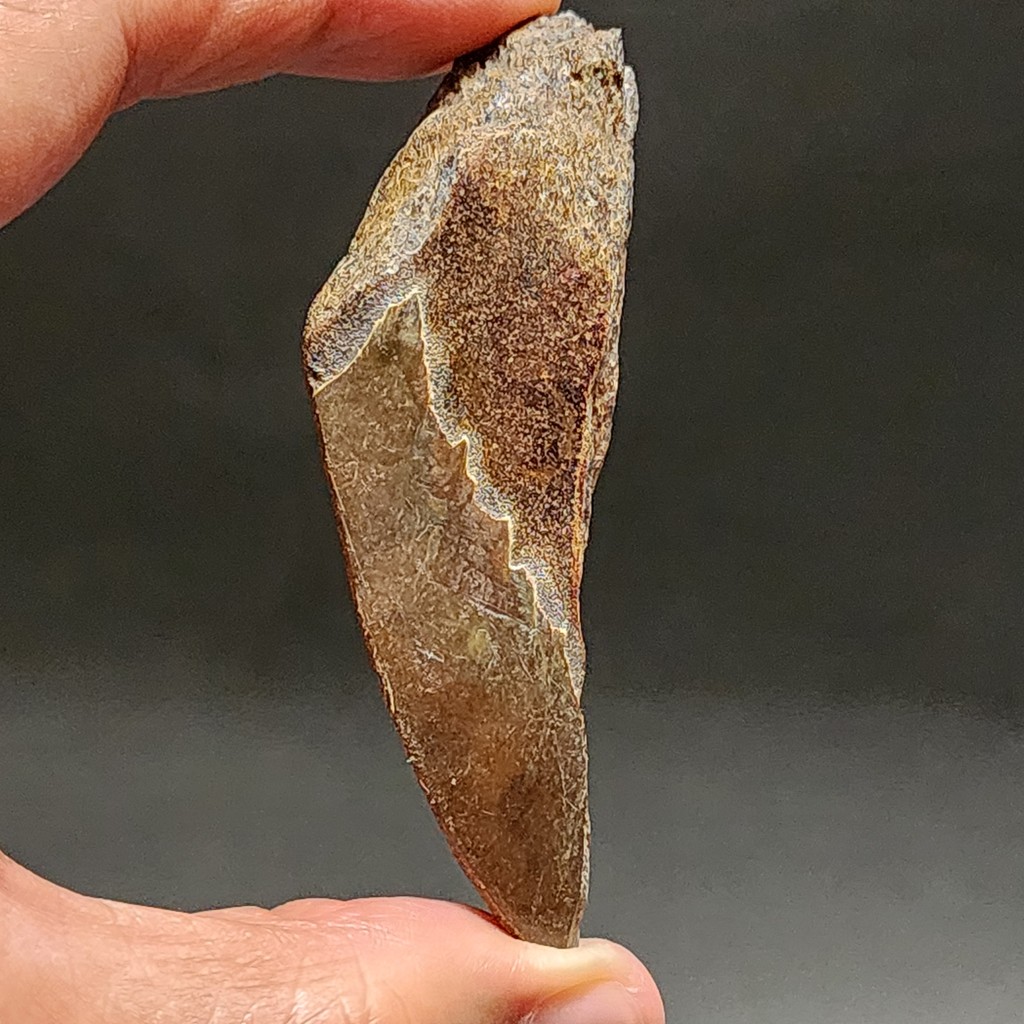 SUPER RARE | Half-Polished Javan Megalodon Tooth Fossil Fragment Natural Fosil Gigi Hiu Purba Megalo