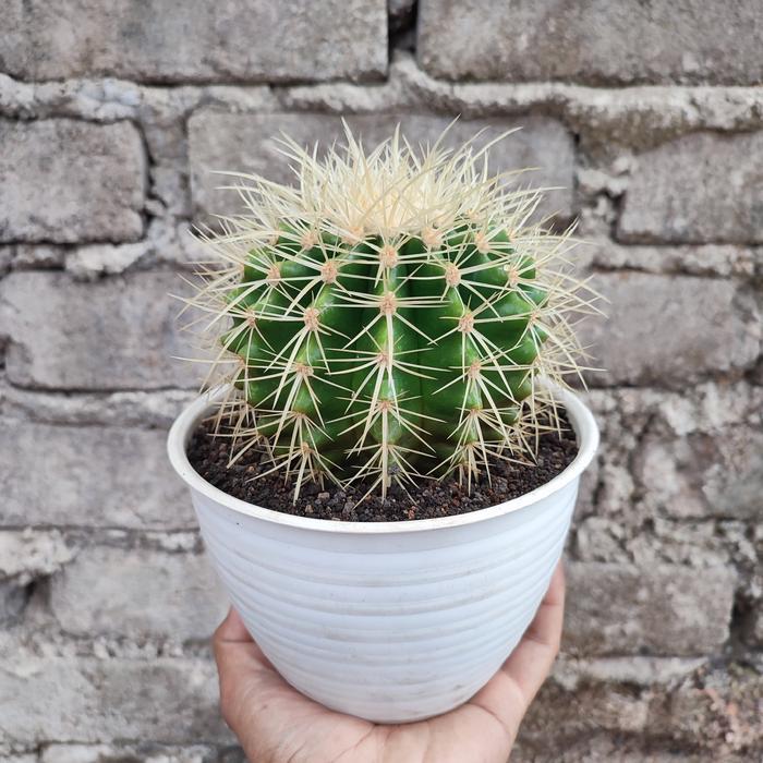 Echinocactus Grusoni (Golden Barrel) D 15cm Kaktus/Sukulen