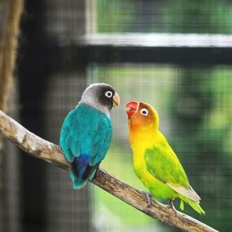 BURUNG LOVEBIRD SEPASANG