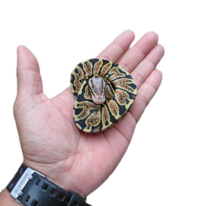 Spesial Promo Mainan Karet Baby Ball Python Pastel Ghi untuk Anak-anak dan Hadiah