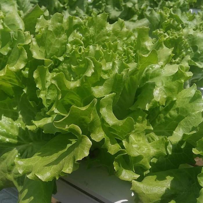 READY Benih Selada Batavia Brava indoseed 1gr