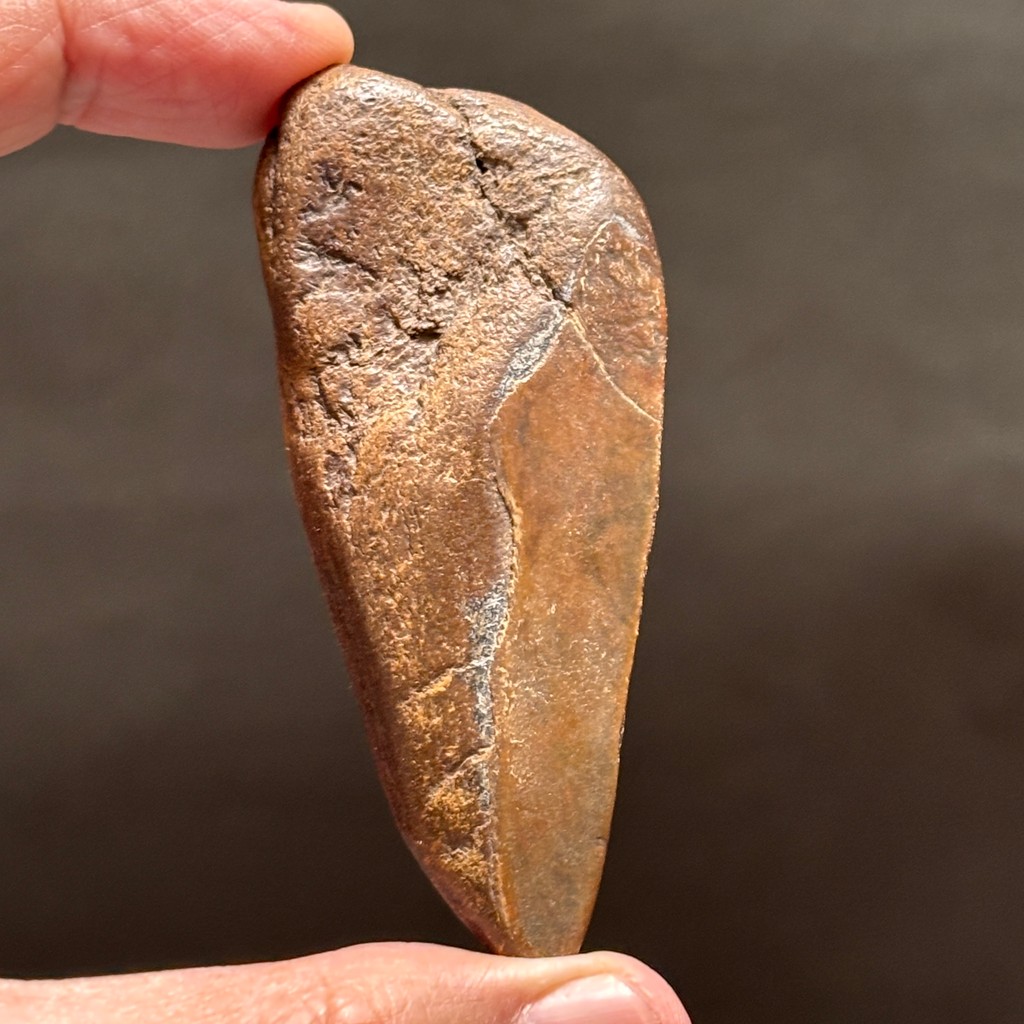 SUPER RARE | Half-Polished Javan Megalodon Tooth Fragment Natural Fosil Gigi Hiu Purba Megalodon Spe