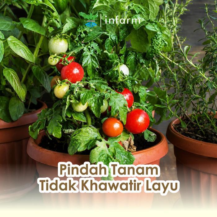 Infarm - Vitamin B1 Premium Nutrisi Tanaman Anti Stress Kualitas Impor Vitamin B1 Cegah Tanaman