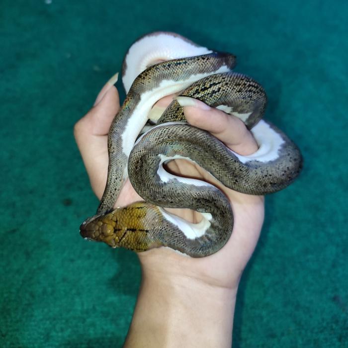 Ready retic pied tiger het albino 66% premium pets baby up betina