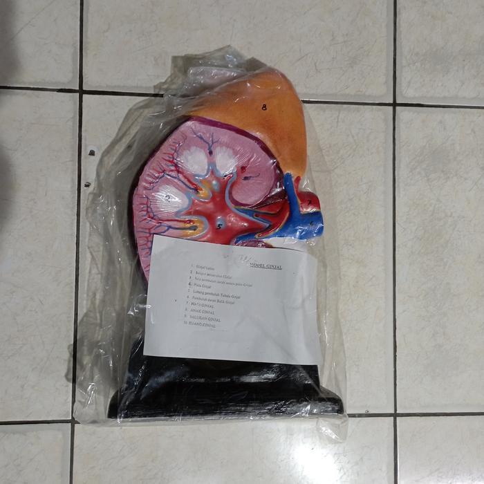 model ginjal manusia / torso ginjal manusia