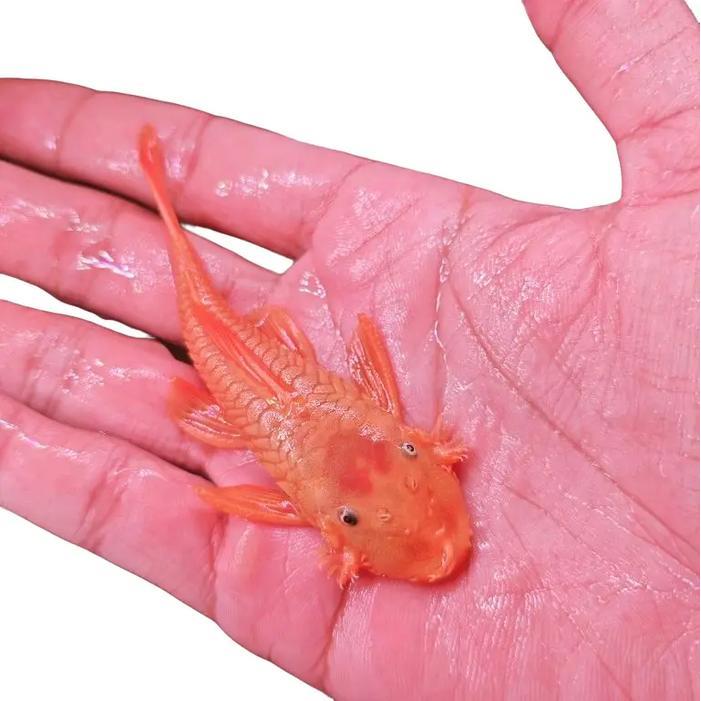 READY GE pleco l144 A bristlenose blue eyes ikan pembersih