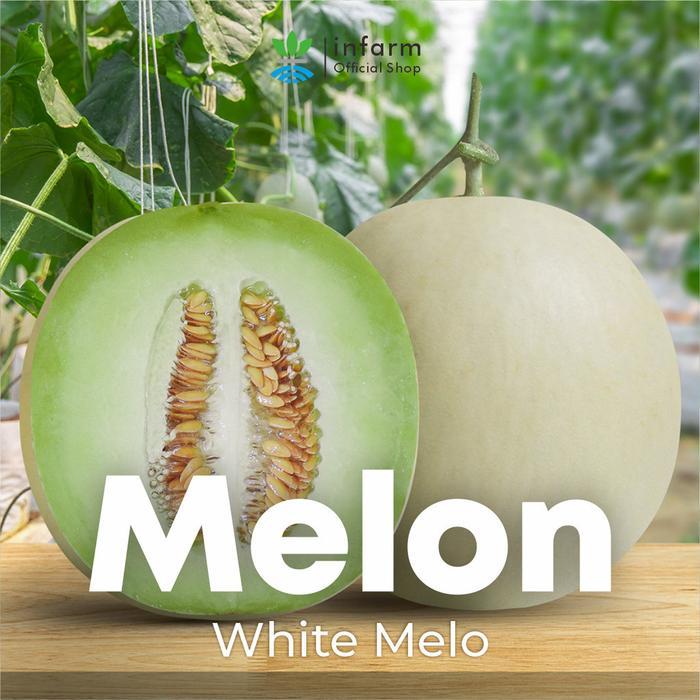 INFARM - Benih Buah Melon Whitemelo, Benih Unggul Buah Melon Hibrida F1 Bibit Super Buah Melon Madu