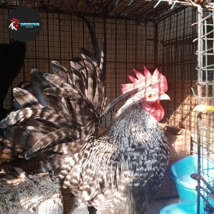 Ayam Jago Kate Ceper Jali,Kate Putih Dan Klasik #Gratisongkir
