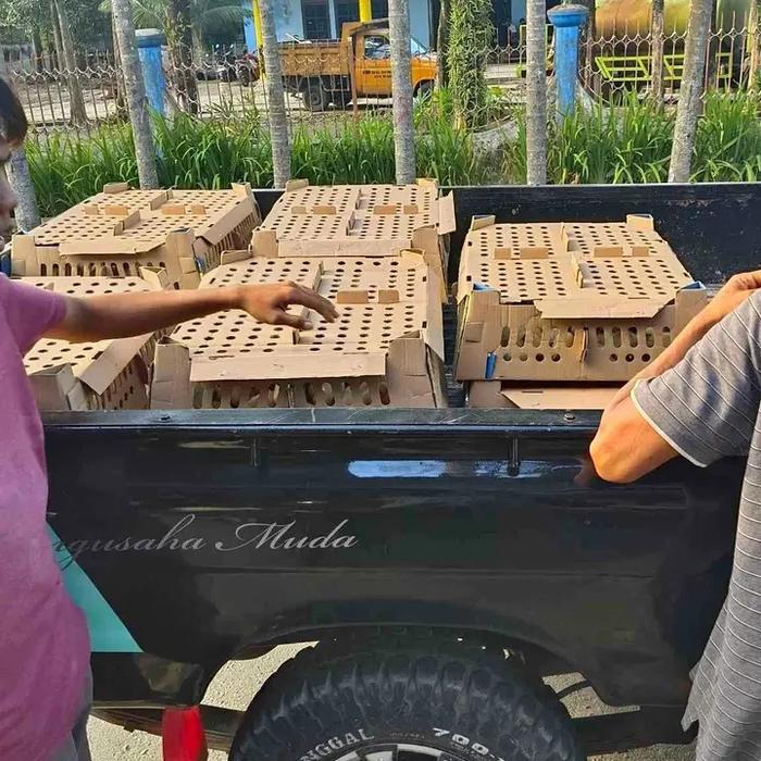ORIGINAL doc ayam/doc ayam potong/bibit doc ayam broiler/bibit doc ayam kmpung READY STOCK