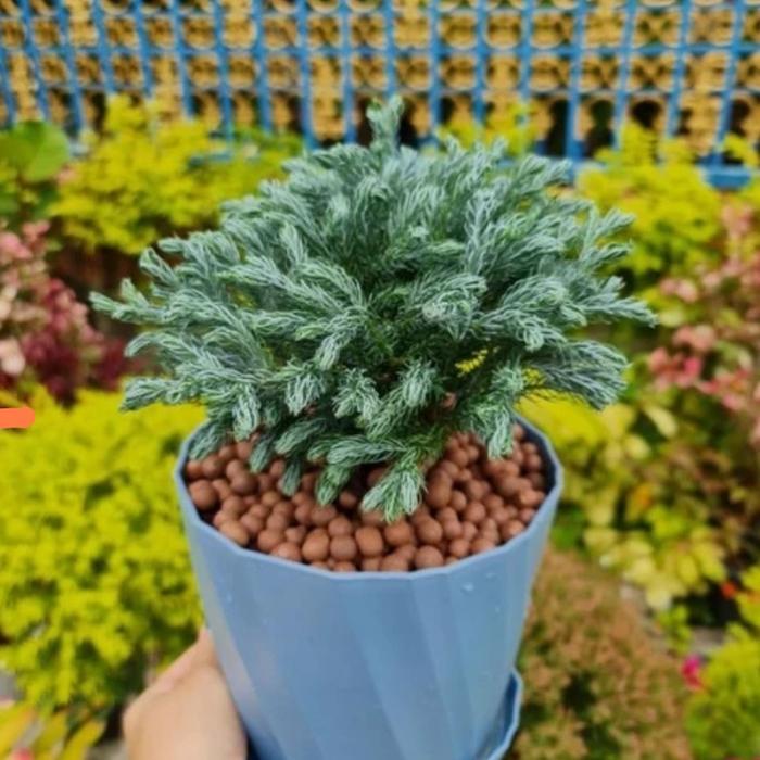 Tanaman Hias Cemara Perak/Cemara Silver/Cemara Perak