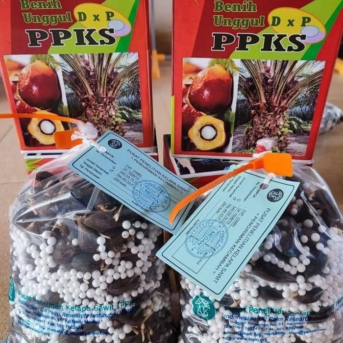 ASLI kecambah sawit PPKS siap semai READY STOCK