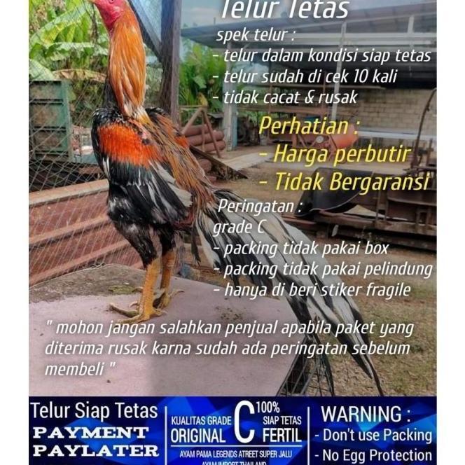 Terlaris Terbesar Terlengkap Ayam Bangkok Ekor Lidi Hias Super Wirkun Telur Siap Tetas Grade C No