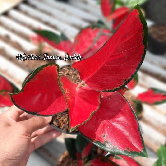 tanaman aglonema suksom pohon bunga aglonema suksom