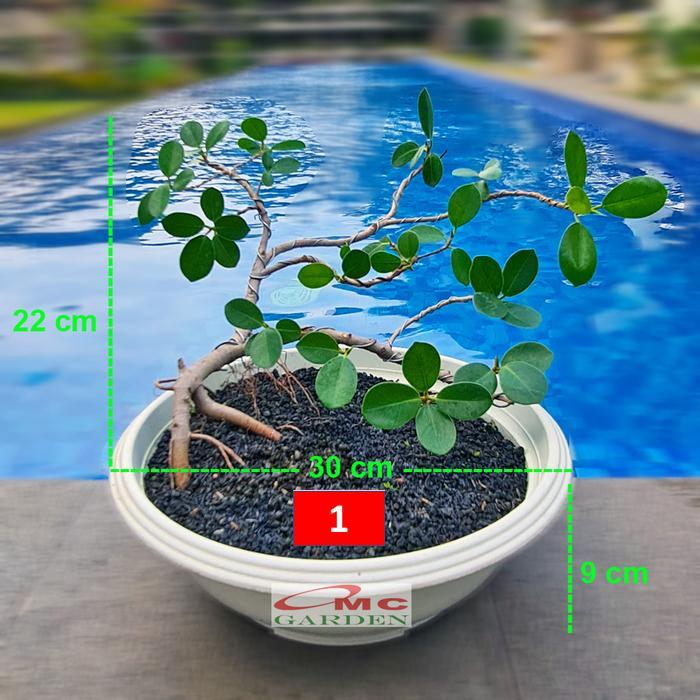 Tanaman Hias Pohon Bonsai Mame Beringin Korea Mini Dolar B-Bk-017