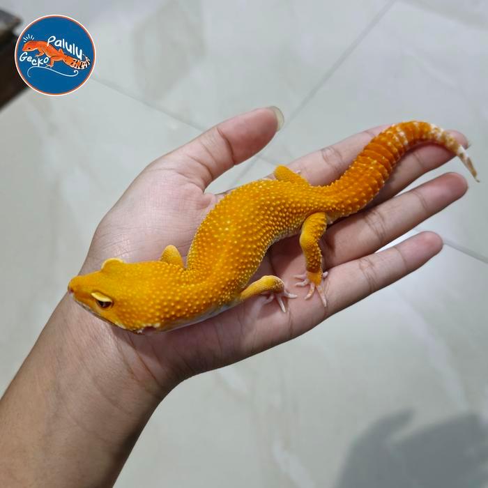 REDAY Terlaris Mainan Leopard Gecko Sunglow Promo Murah