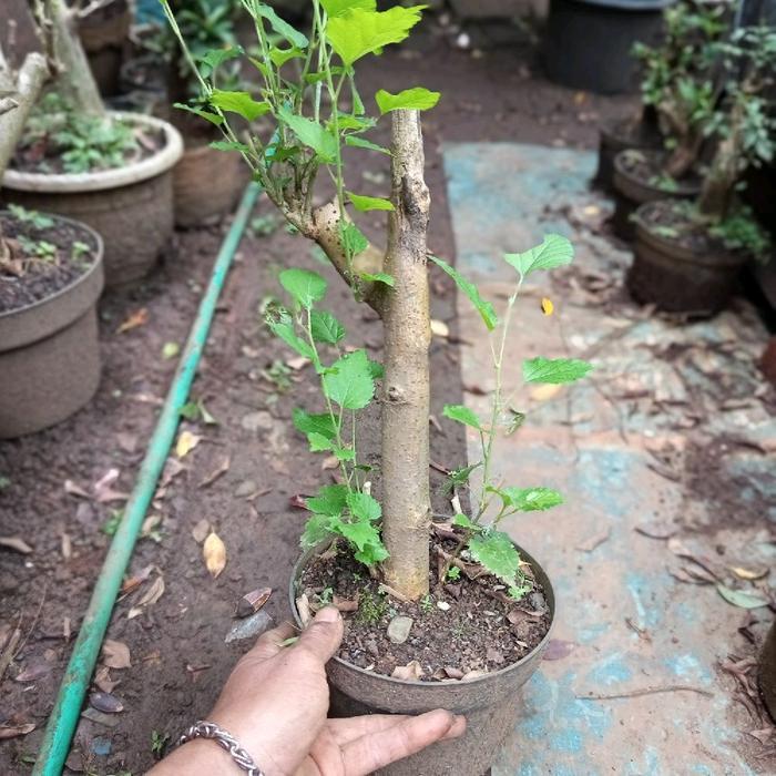 Bibit Murbei Buah Red Berry Uk Sejarian Tanaman Bonsai Buah Kualitas Bagus Ukuran Besar Cocok untuk