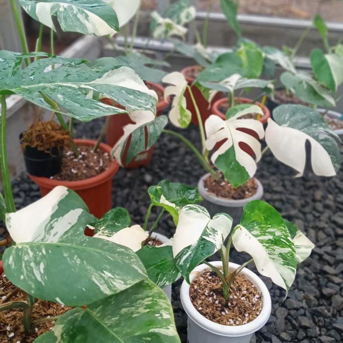 Terbaru Monstera Variegata - Monvar White Tiger - Monstera Halfmoon Ekonomis