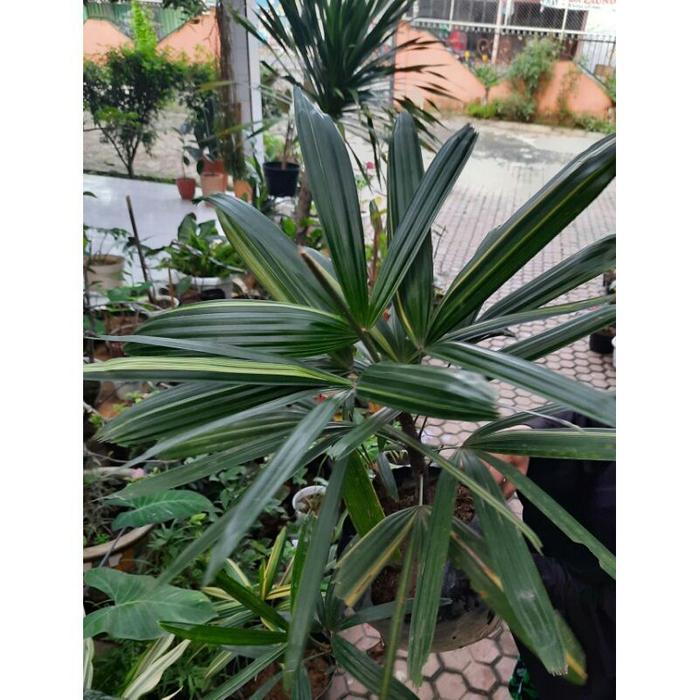 Tanaman hias Palem waregu Variegata - pohon palem regu variegata