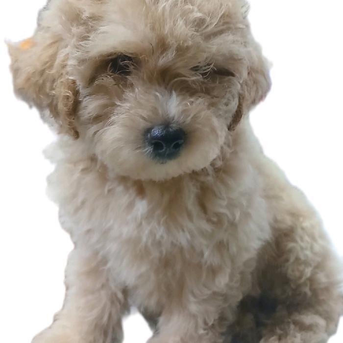 TERLARIS Puppies Maltipoo + Poodle