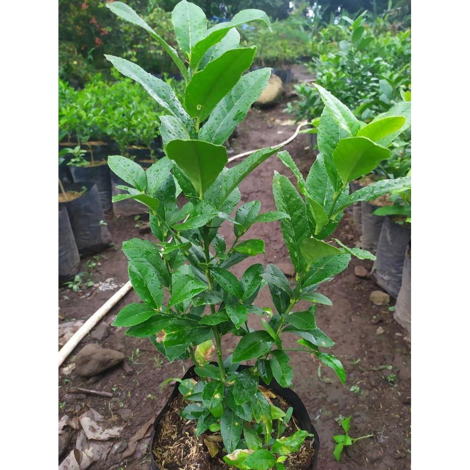 bibit jeruk lemon lokal kampung