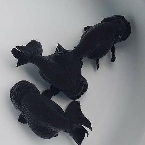 Ikan Mas Koki Ranchu Black Solid Jumbo / Rancu Black Solid Jumbo #Gratisongkir