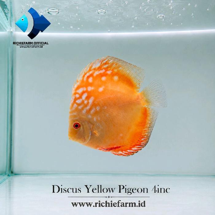 Flash Sale Paket 6 Ekor Ikan Discus 4 Inch Original