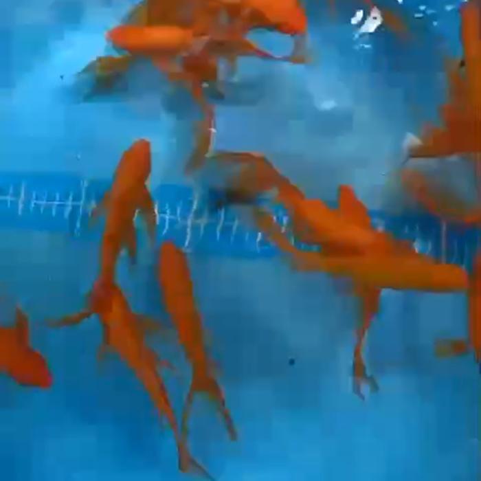 Ikan Koi Kumpay Red Benigoi 20 Cm Blitar Terbaru 