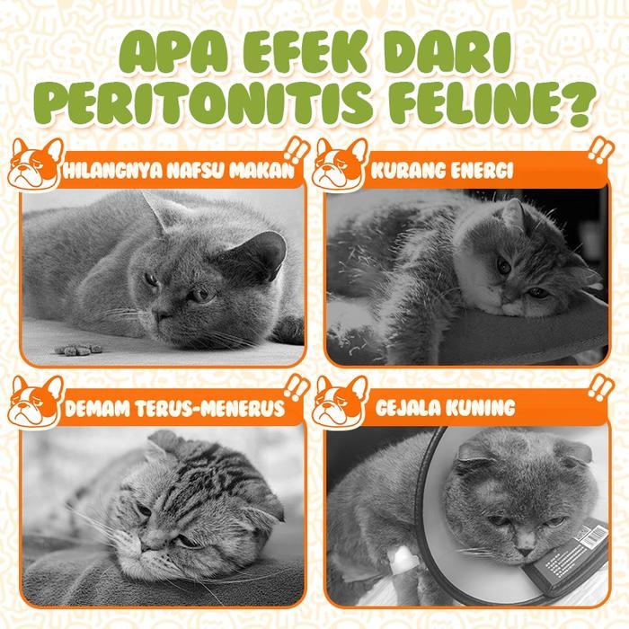 Promo Cassiel Pet Anti Virus Obat Fip Kucing Fip Tablet (Fip Basah - Fip Kering - Fip Neuro) (1