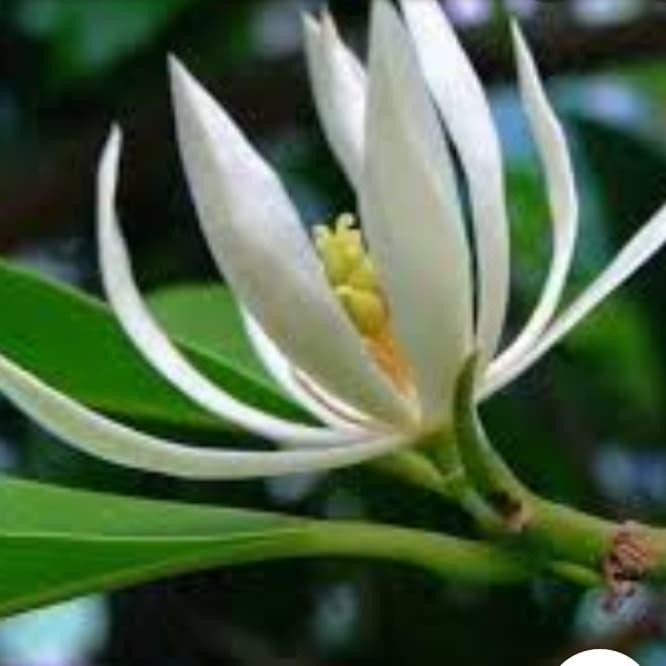 ASLI Bibit pohon kantil bunga putih READY STOCK