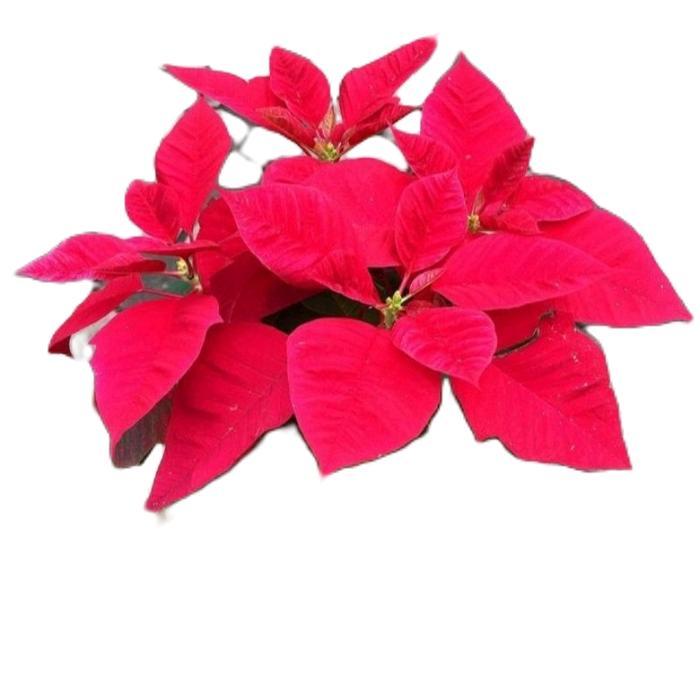 tanamanhias kastuba merah - tanaman kastuba - kastuba merah