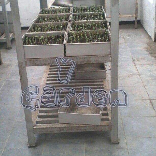 Benih Kedelai Edamame