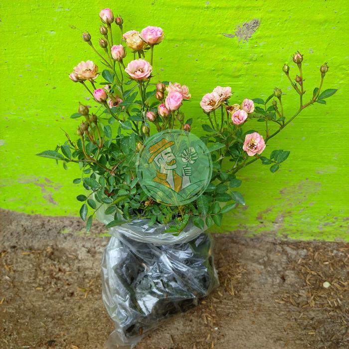 Bibit Tanaman Mawar Baby Rose Mawar Kecil Baby Murah