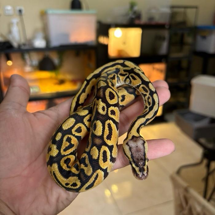 REDAY Terlaris Ball python super pastel specter 66% het clown Male Promo Murah