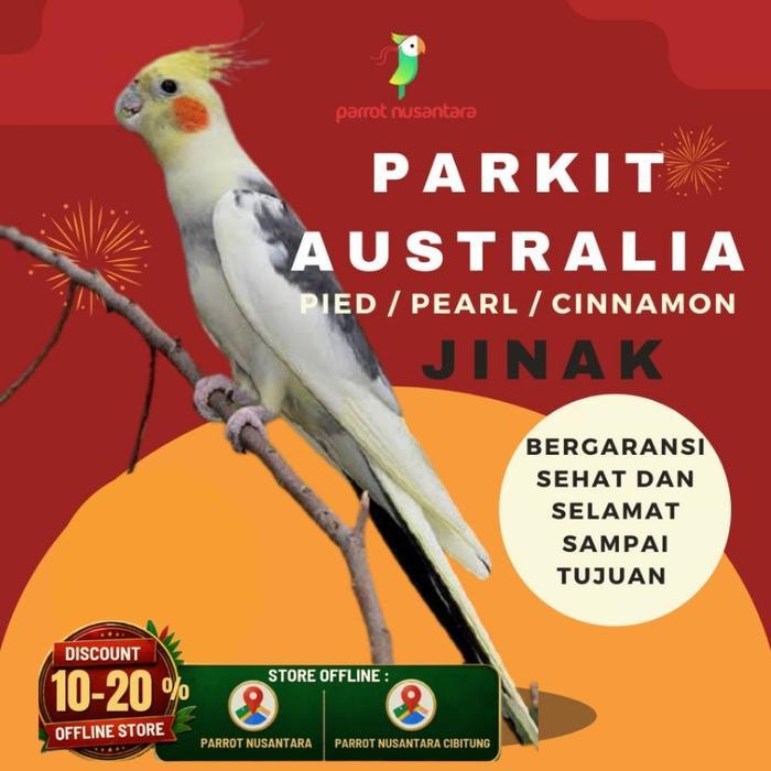 burung falk parkit Australia