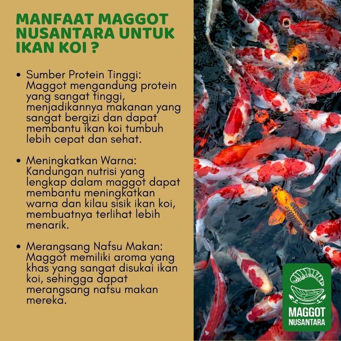 Maggot Bsf Oil 500Ml - Minyak Maggot - Maggot Nusantara #Gratisongkir