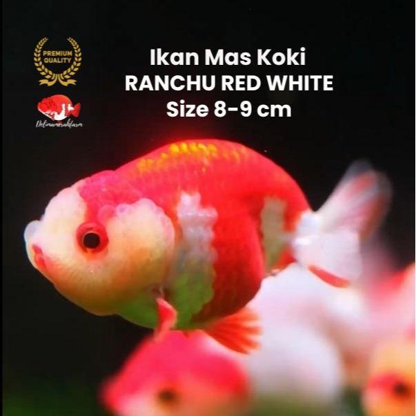 Mas Koki Ranchu Rw Calon Jumbo Size 8 - 9 Cm Best Quality Bergaransi #Gratisongkir