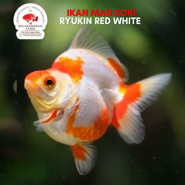 Ikan Koki Ryukin Rw 9 Cm Terbaru 