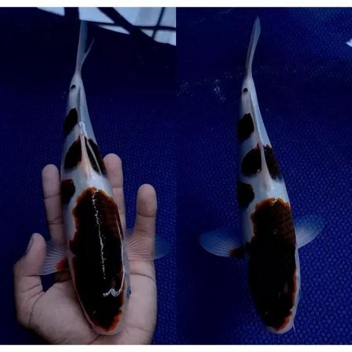 Ikan Koi Blitar - Ikan Koi Goromo 1 Ekor - Uk 15-18Cm Terbaru 