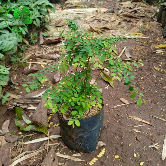 Tanaman Hias Ekor Merak Pohon Ekor Merak Menjuntai