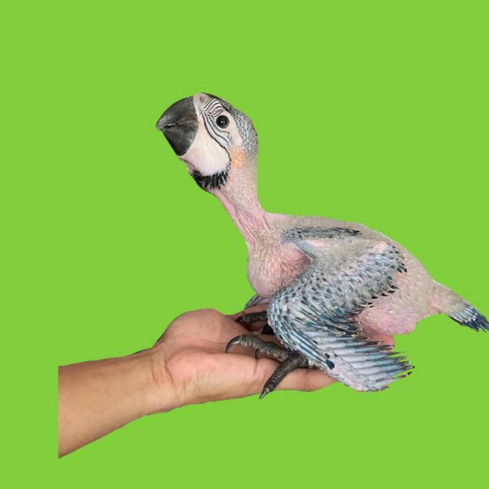 Blue and Gold Macaw Parrot