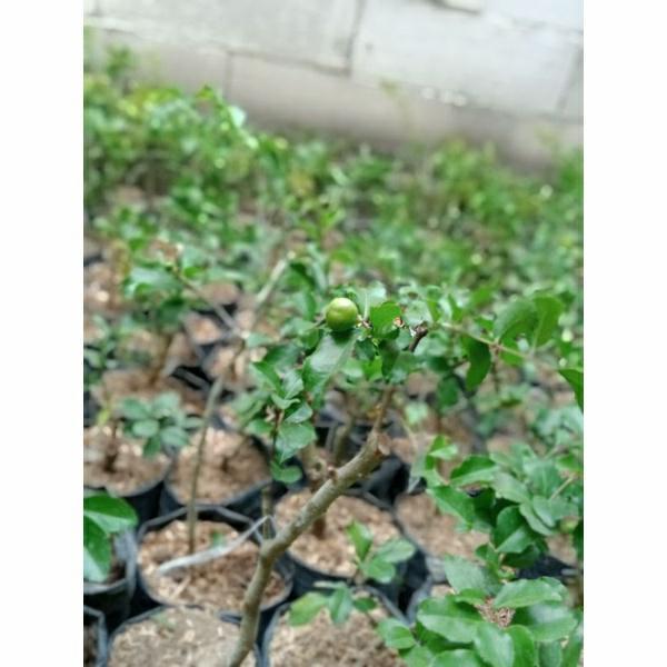 READY Bibit Buah Cherry Jepang Asli Sudah Berbuga Berbuah Super Tumbuhan Tangkai Daun Subur Cocok