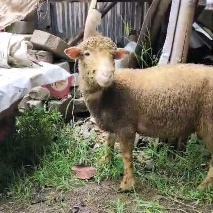 Ready SJ Domba Merino untuk Kurban - Domba Berkualitas Tinggi untuk Kurban Anda 25kg-30kg