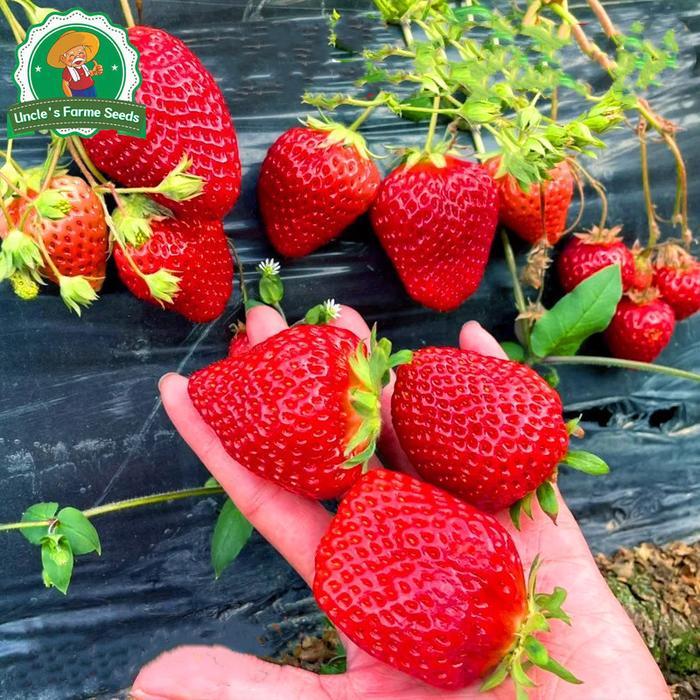 20 Biji/paket Benih Stroberi Manis Untuk Menanam Sayuran, Benih Buah Stroberi Hasil Tinggi Benih