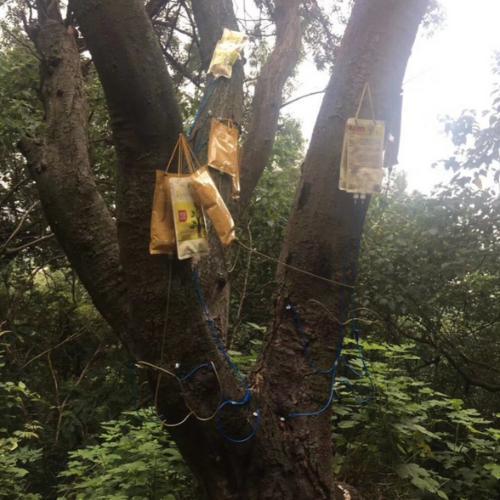 > bag kantong transparan Infus tanaman, Infus pohon, Irigasi tetes 504