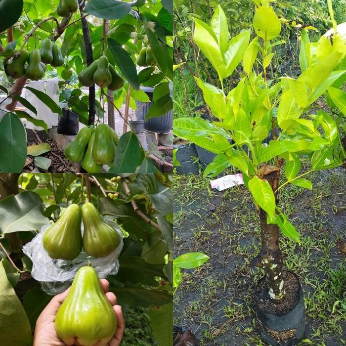 [ Bibit Jambu air green giant cangkok ]