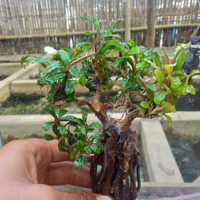 bonsai mini buce tanaman aquascape