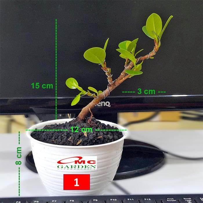 Tanaman Hias Pohon Bonsai Mame Beringin Korea Mini Dolar B-BK-016