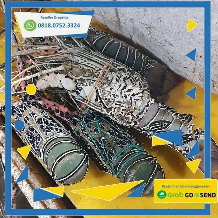 Lobster Laut Frozen - 1kg - 200gr up